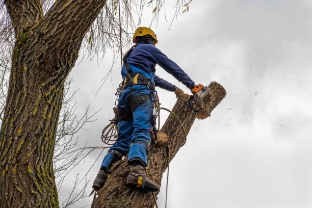 How Our Tree Care Process Works  in  Upper Nyack, NY