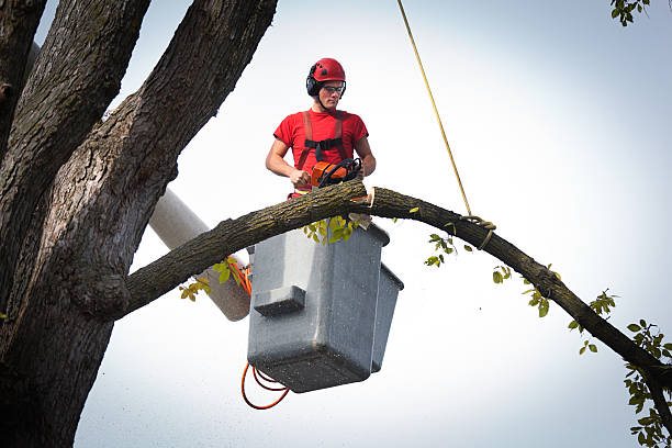 Upper Nyack, NY Tree Services Company